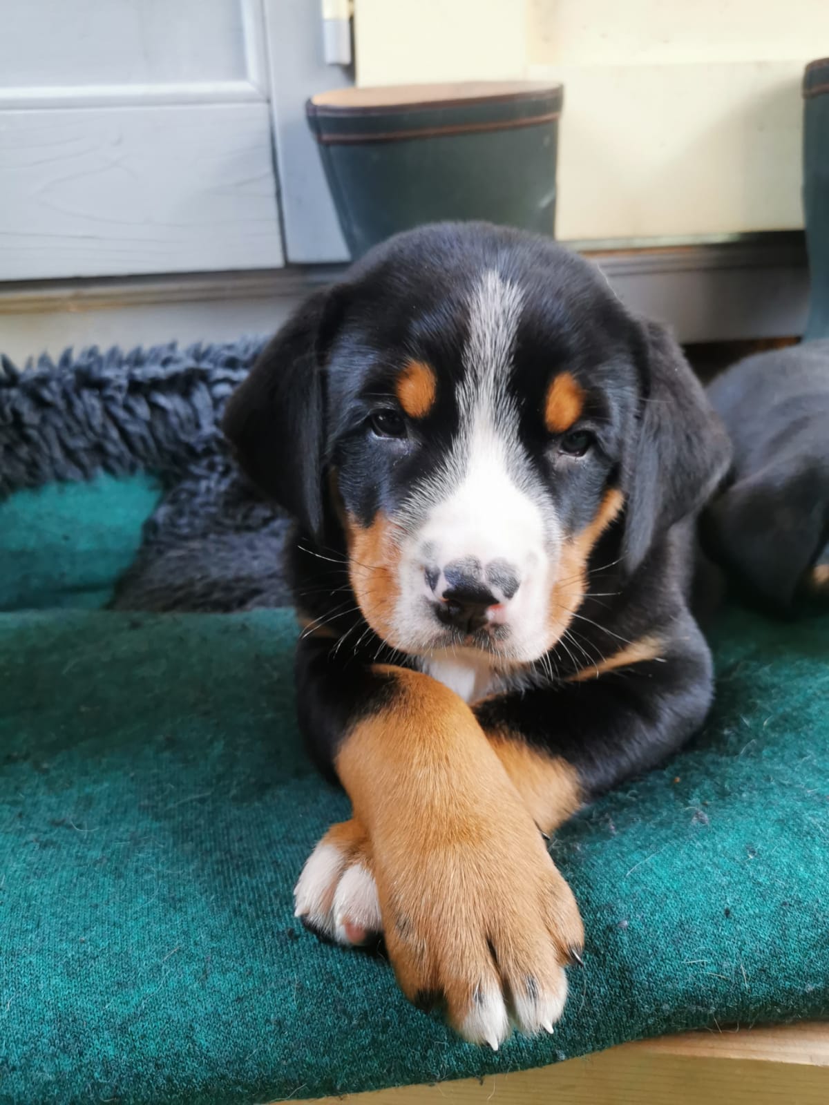 Odin als Welpe – Großer Schweizer Sennenhund